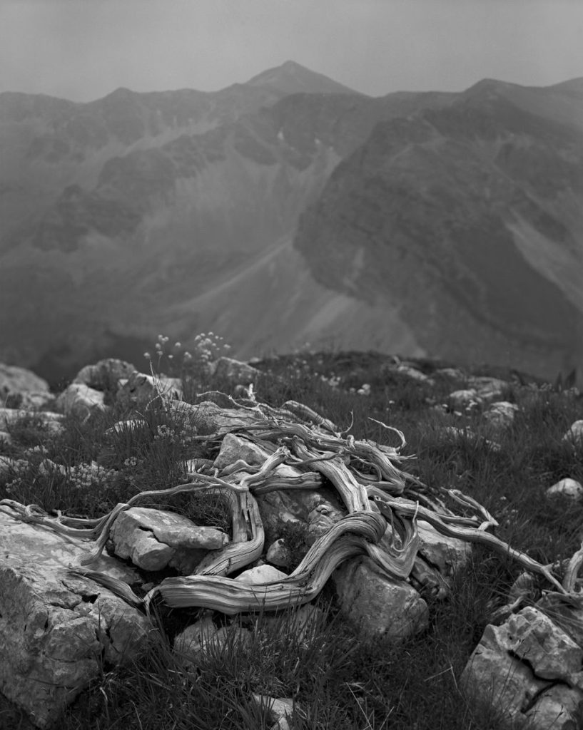 Velino-Sirente, un ginepro sul Costone C Giulio Speranza