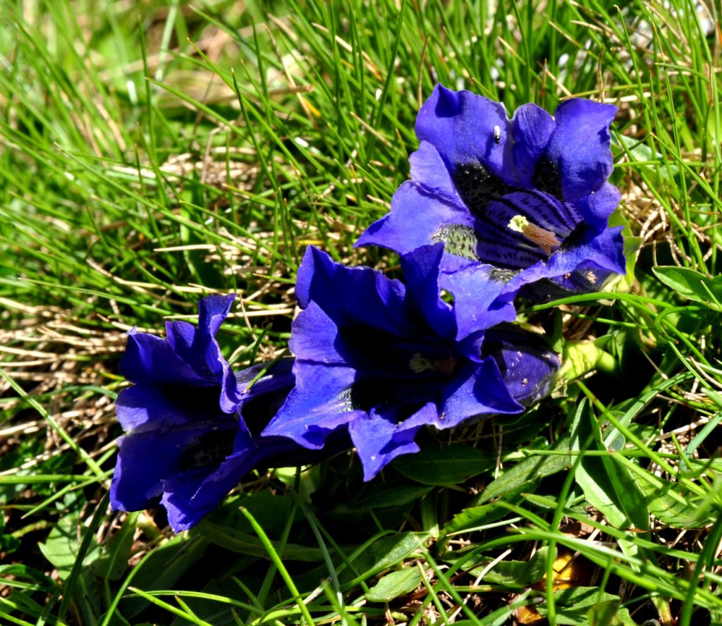 Genziane in Val Pramper, foto Stefano Ardito