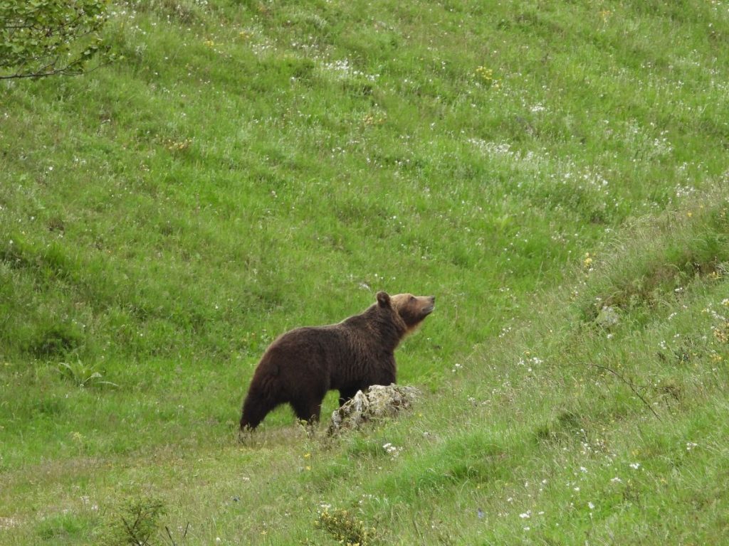 Orso marsicano. Foto Ezechia Trella - Archivio PNALM