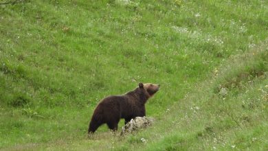 Orso marsicano. Foto Ezechia Trella - Archivio PNALM