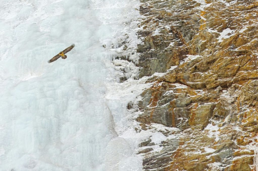 Simmetria Selvaggia, l'immagine vincitrice del concorso. Foto di Michele Remonti