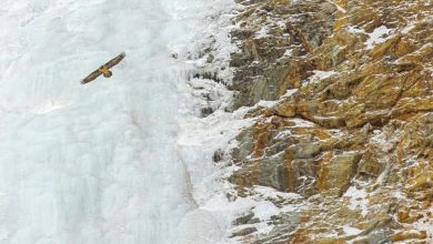 Simmetria Selvaggia, l'immagine vincitrice del concorso. Foto di Michele Remonti