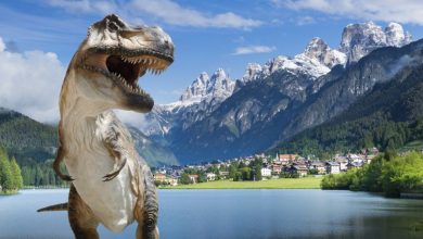Un'installazione della mostra All'Alba delle Tre Cime - I dinosauri