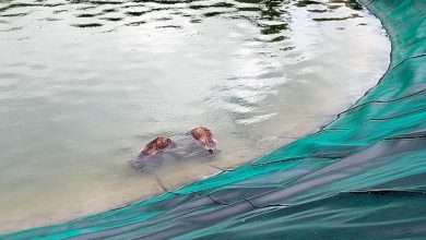 I due orsi annegati a Scanno. Impossibile per loro risalire le sponde del bacino artificiale. Foto PNALM