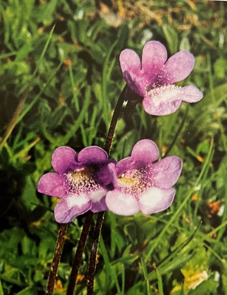 Fiori di pinguicola bianco-maculata. Foto M. Spampani