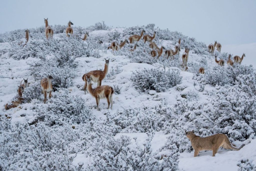 The Hunter in action @ Lucas Bustamante - bigpicturecompetition.org