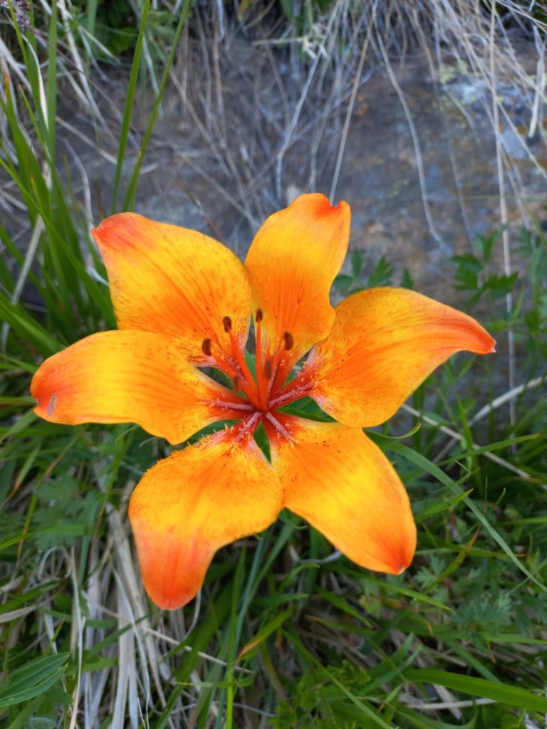 Giglio di S. Giovanni-Lilium bulbiferum