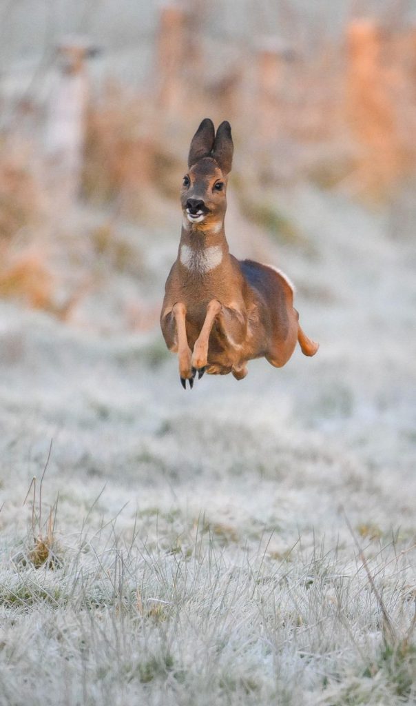 Happy deer C Jeremy-Duvekot - Nikon Comedy Wildlife Awards