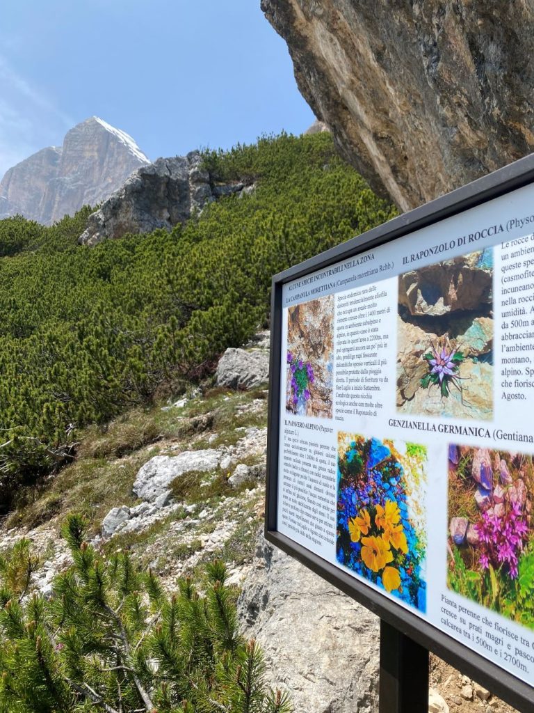 Lungo il nuovo sentiero naturalistico ai piedi delle Tofane