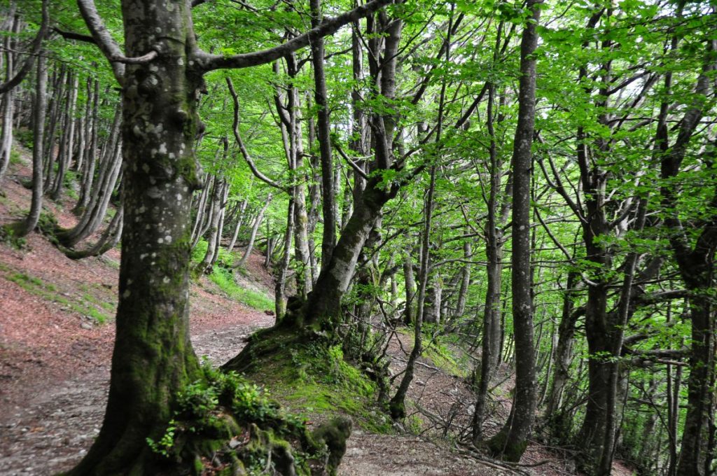 Faggeta sul Monte Catria, foto SA
