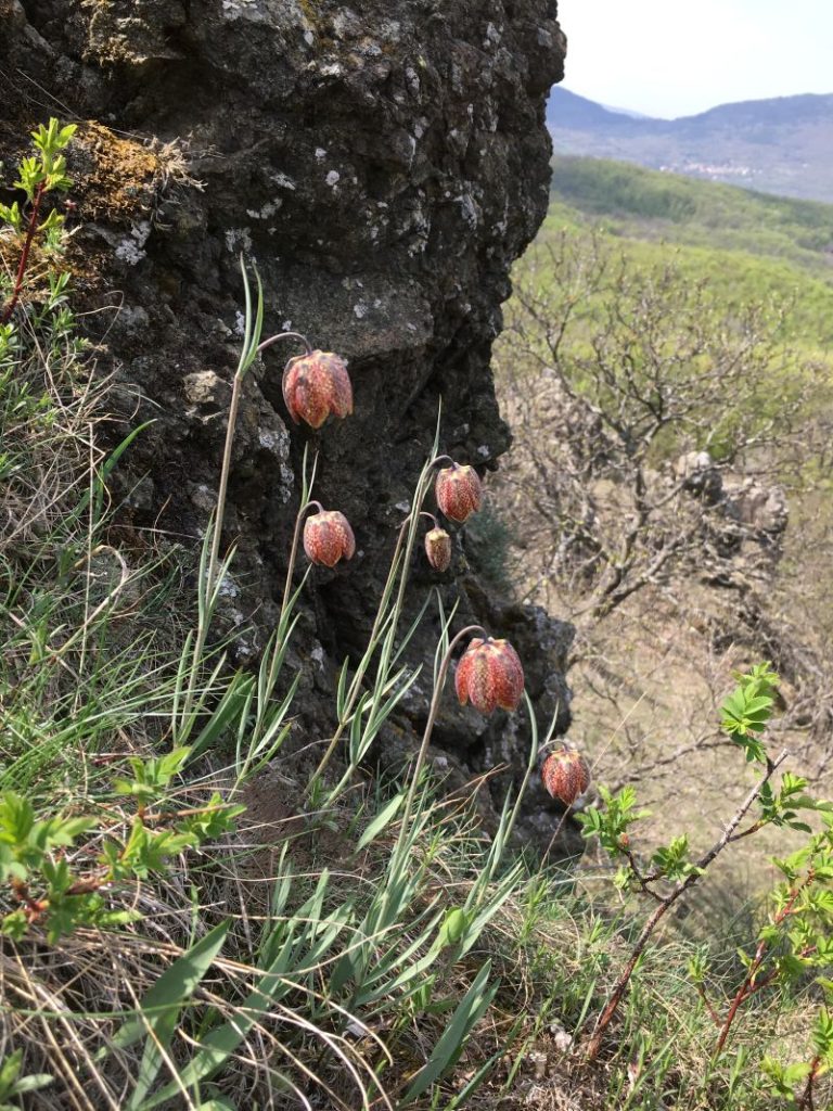 Fritillaria montana