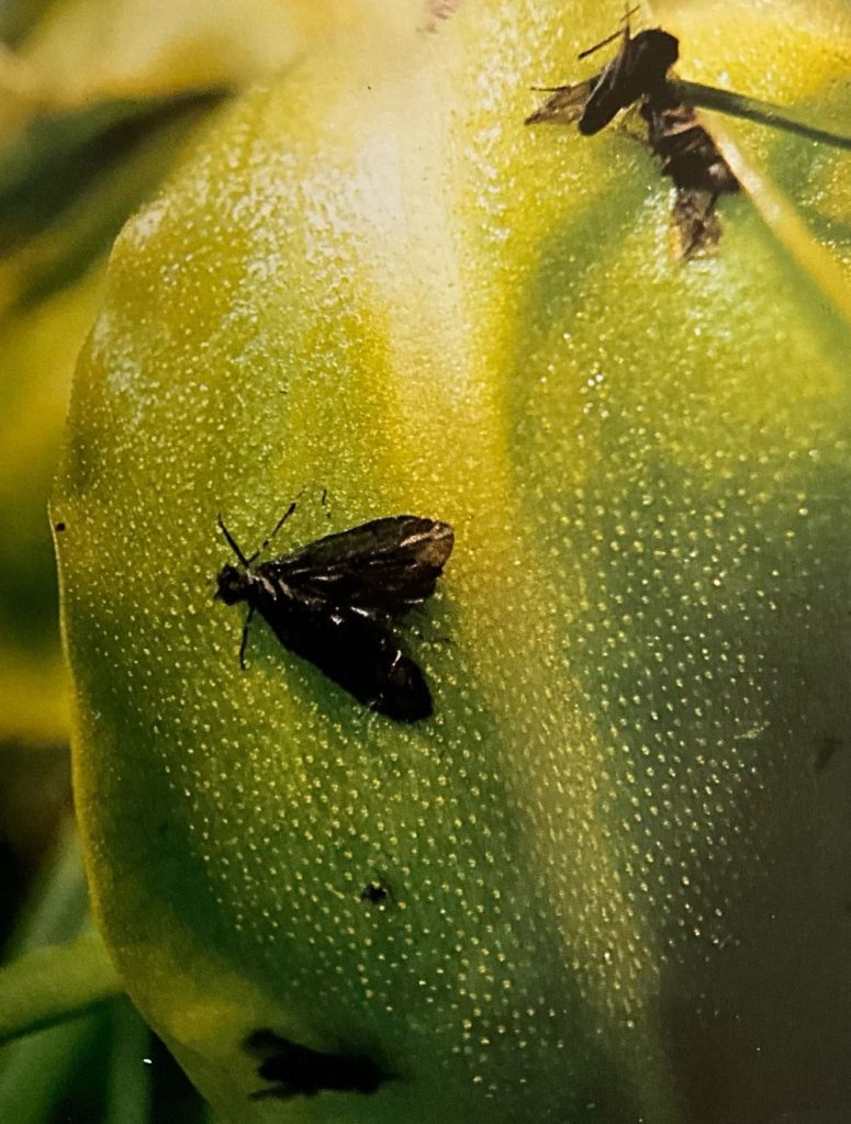 Insetti catturati dalle foglie di pinguicola alpina ( foto M.Spampani)