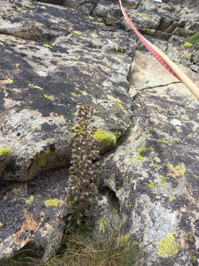 Sassifraga-Saxifraga florulenta