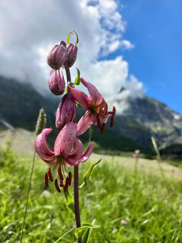 Giglio martagone-Lilium martagon