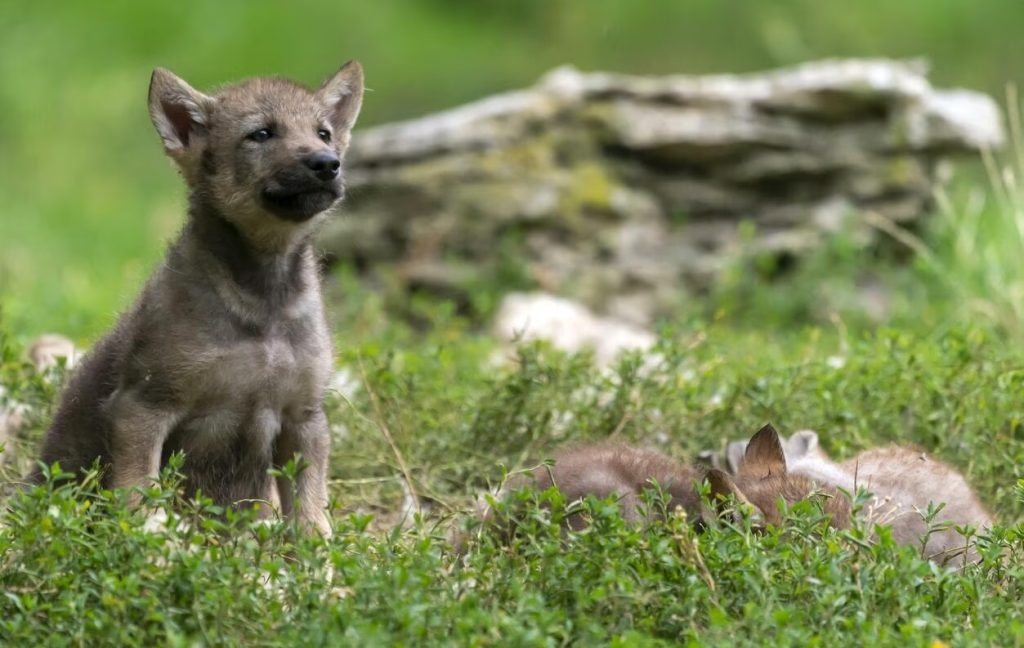 Piccoli di lupo @ ANSA