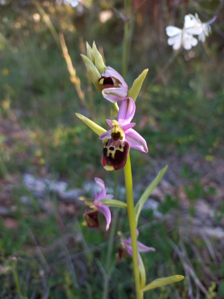 Orchidea-Ophrys sp