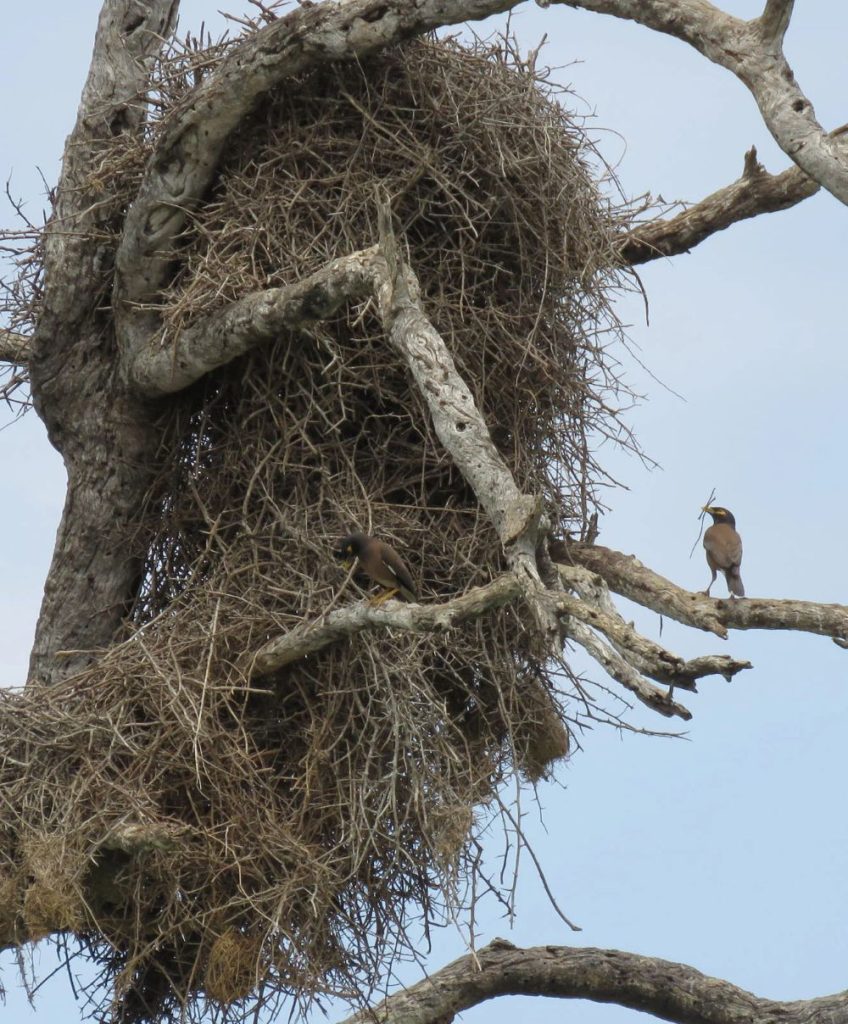 I Hate Ikea C Brian Hempstead - Nikon Comedy Wildlife Awards