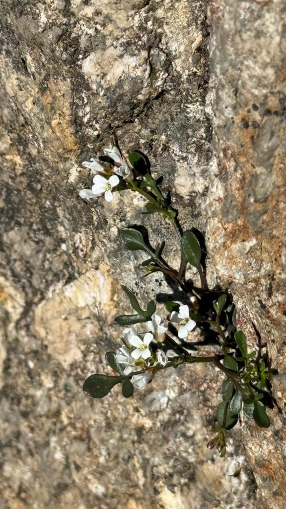 Piccole fioriture brillanti nascono dalle fessure (foto A. Marzi).