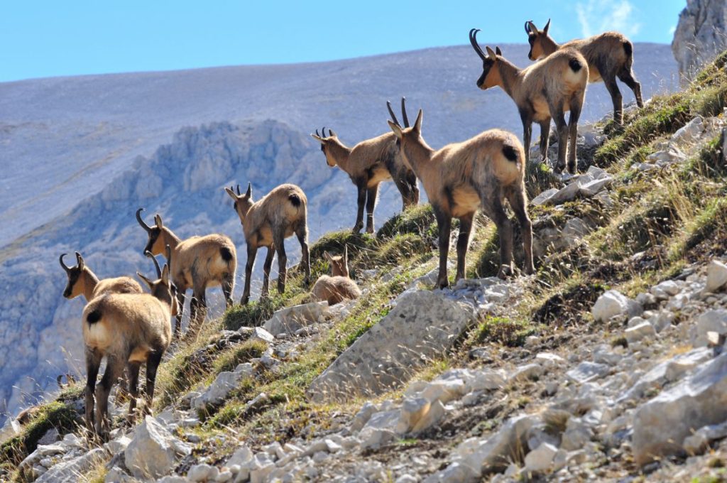 Camosci nell'anfiteatro delle Murelle (Parco della Maiella). Foto Stefano Ardito