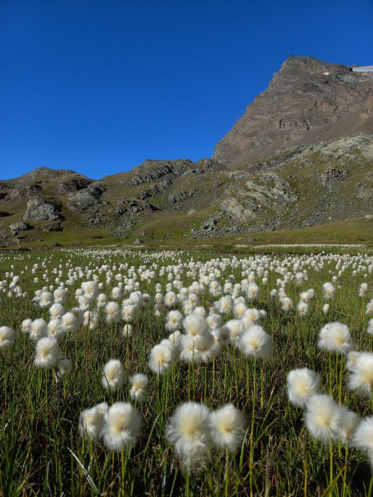Erioforo_Eriophorum sp