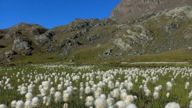 Erioforo_Eriophorum sp