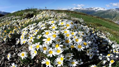 Fioritura di stagione nei pressi del Passo dello Spluga, lungo il sentiero per il Rifugio Bertacchi (So). Foto Cesare Re