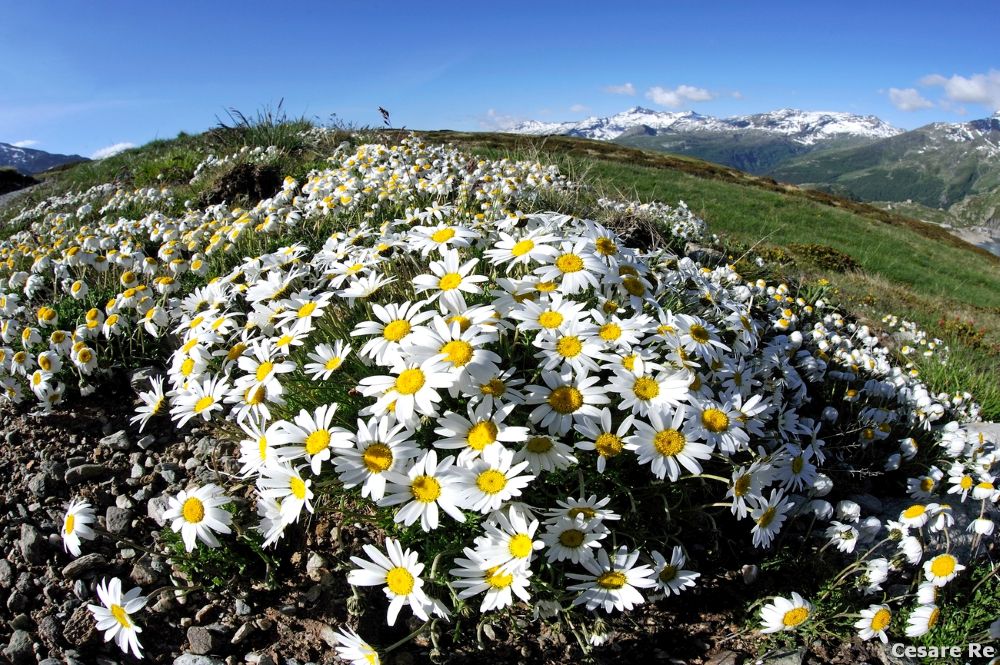 I fiori della montagna visti da un grande fotografo