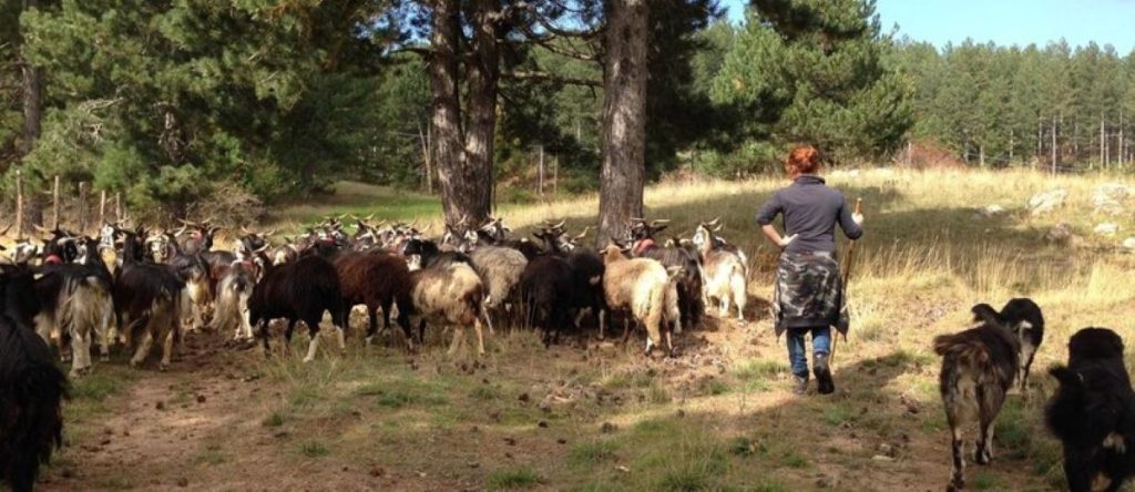 La pastorizia, in particolare di ovini e caprini è sempre più praticata da donne @ Anna Kauber