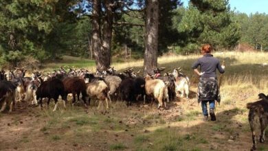 La pastorizia, in particolare di ovini e caprini è sempre più praticata da donne @ Anna Kauber