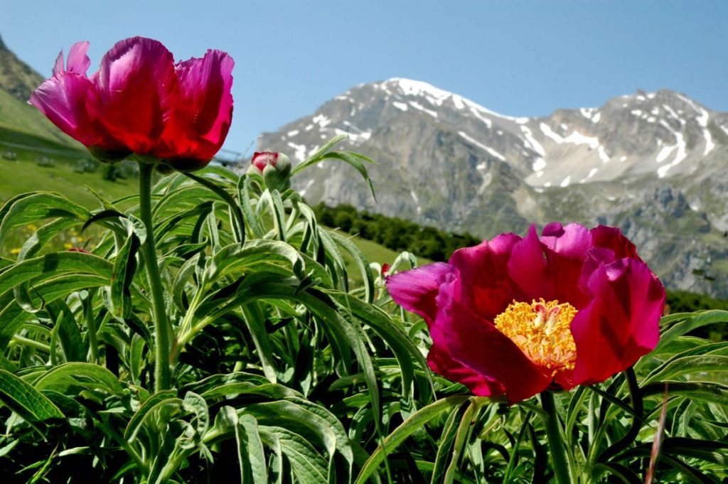 Peonie davanti al Pizzo d'Intermesoli, foto Stefano Ardito