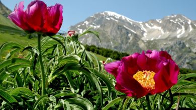 Peonie davanti al Pizzo d'Intermesoli, foto Stefano Ardito