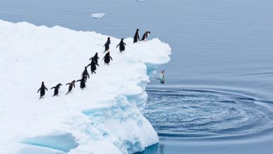 Queuing for the Polar Plunge @ Martin Schmid - Comedy Wildlife Photography Awards