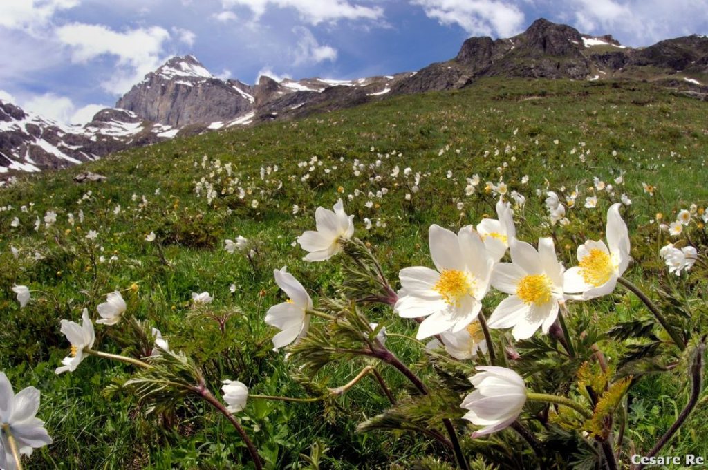 Anemon alpini in Val di Val di Rhêmes, al limitare del Parco Nazionale Gran Paradiso. Foto Cesare Re
