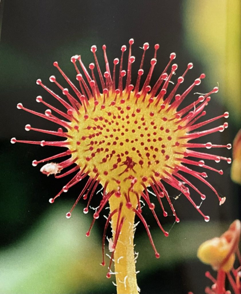 Drosera a foglie rotonde. Foto Massimo Spampani