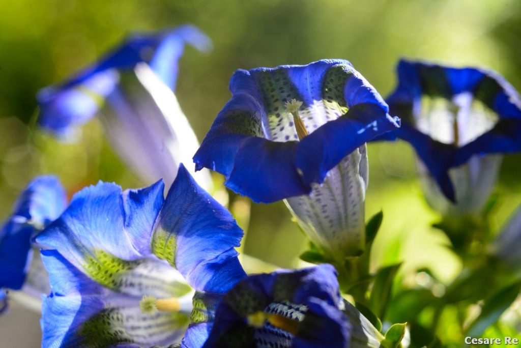 Genziane, nei pressi del Passo dello Stelvio. Foto Cesare Re
