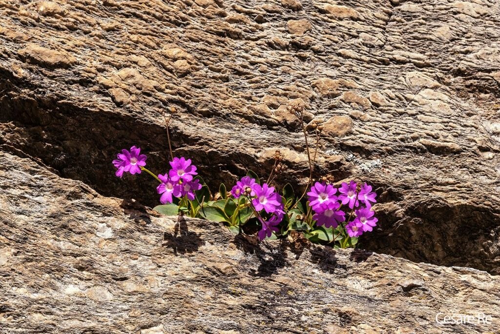 Primule tra le rocce della Valsavarenche (Ao). Foto Cesare Re