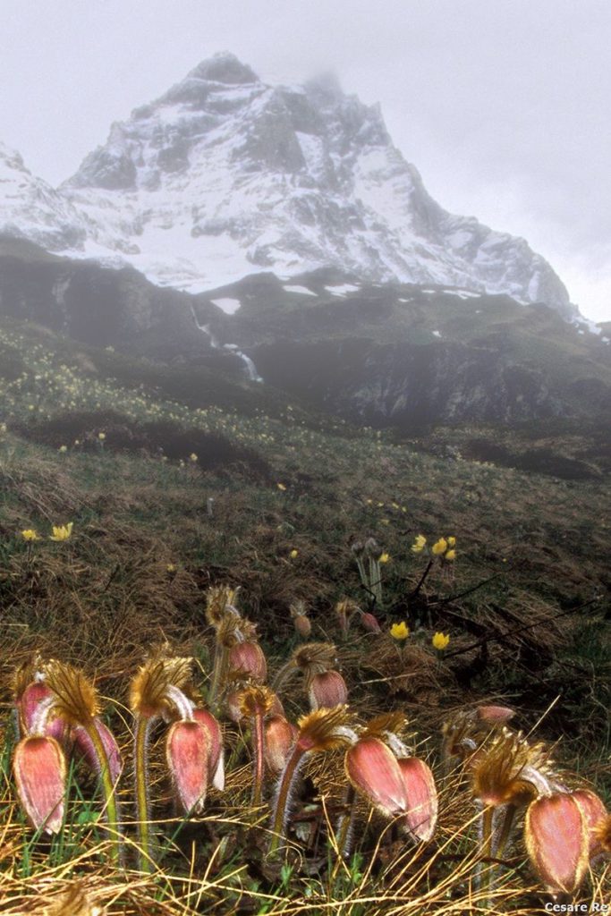 Pulsatille ingentiliscono un Cervino cupo e nuvoloso, Cervinia (AO). Foto Cesare Re