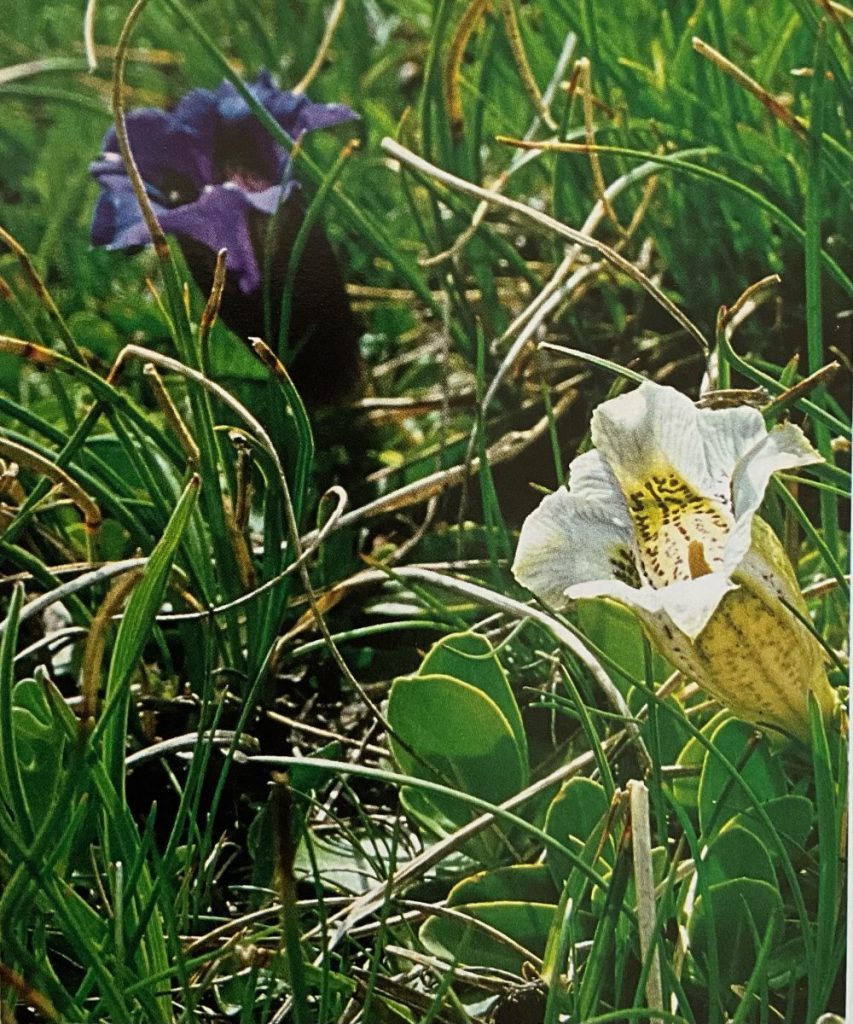 Genziana di Koch (foto M. Spampani)