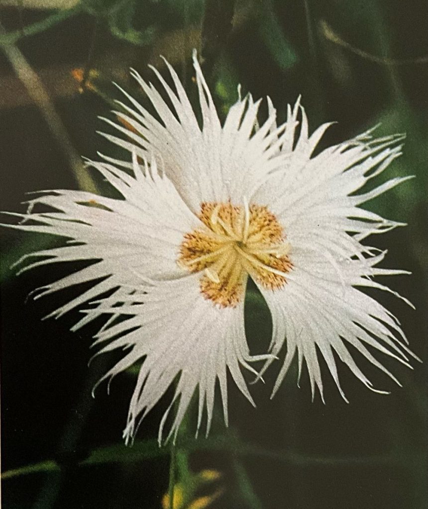 Garofanino di bosco (foto M. Spampani)