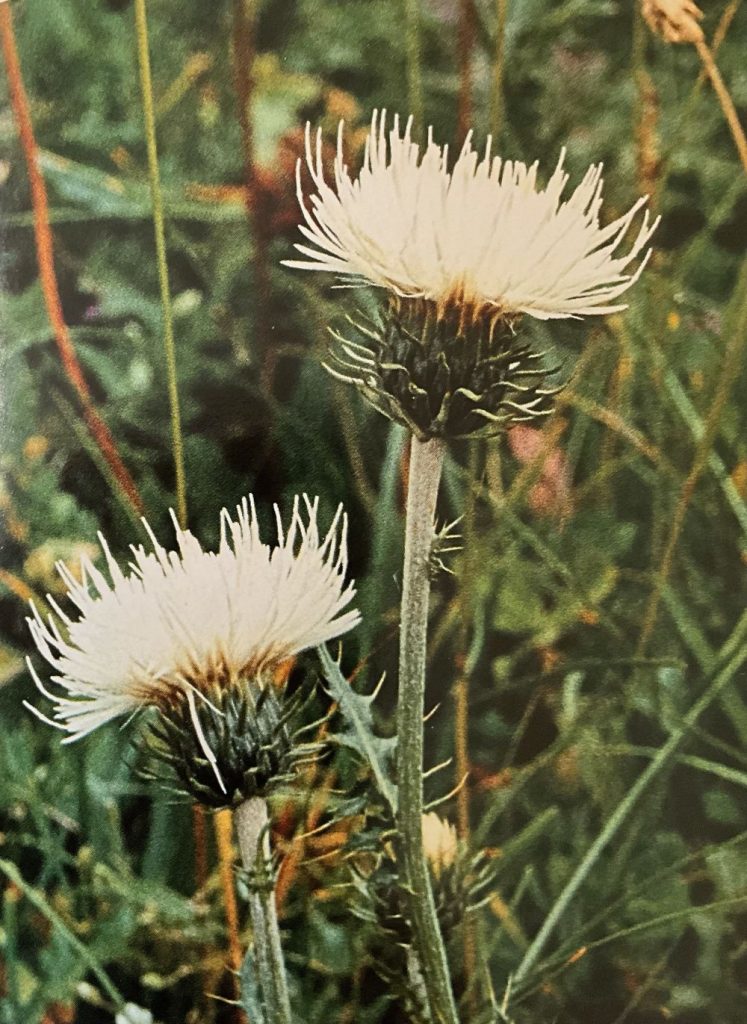 Cardo rosso (foto M. Spampani)