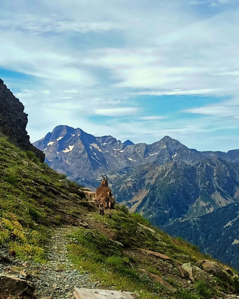 Incontri lungo il sentiero. Foto FB Rifugio Ospizio Sottile