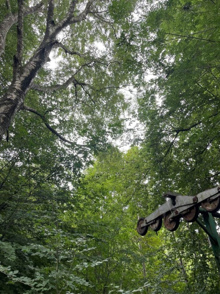 La foresta di faggi ha inghiottito la pista (foto M. Comi) _1
