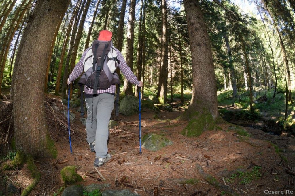 Nel bosco verso il Lago di Campliccioli. Foto Cesare Re