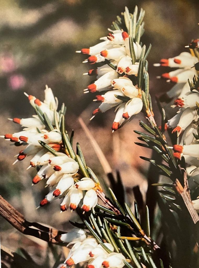Erica carnicina (foto M. Spampani)