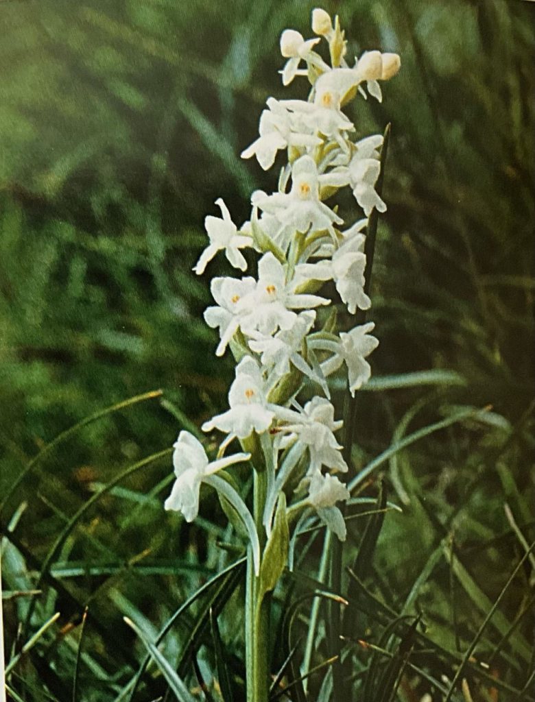 Manina rosea (foto M. Spampani)