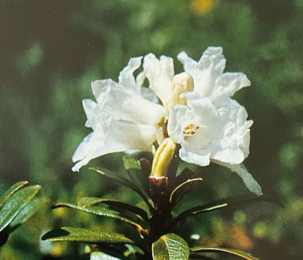 Rododendro rosso (foto M. Spampani)