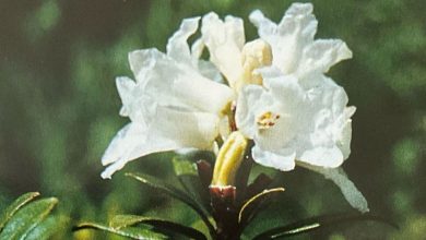 Rododendro rosso (foto M. Spampani)