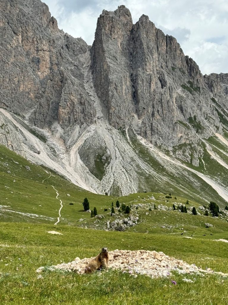 Marmotta ai piedi delle Odle. Foto Benedetta Pellegrini