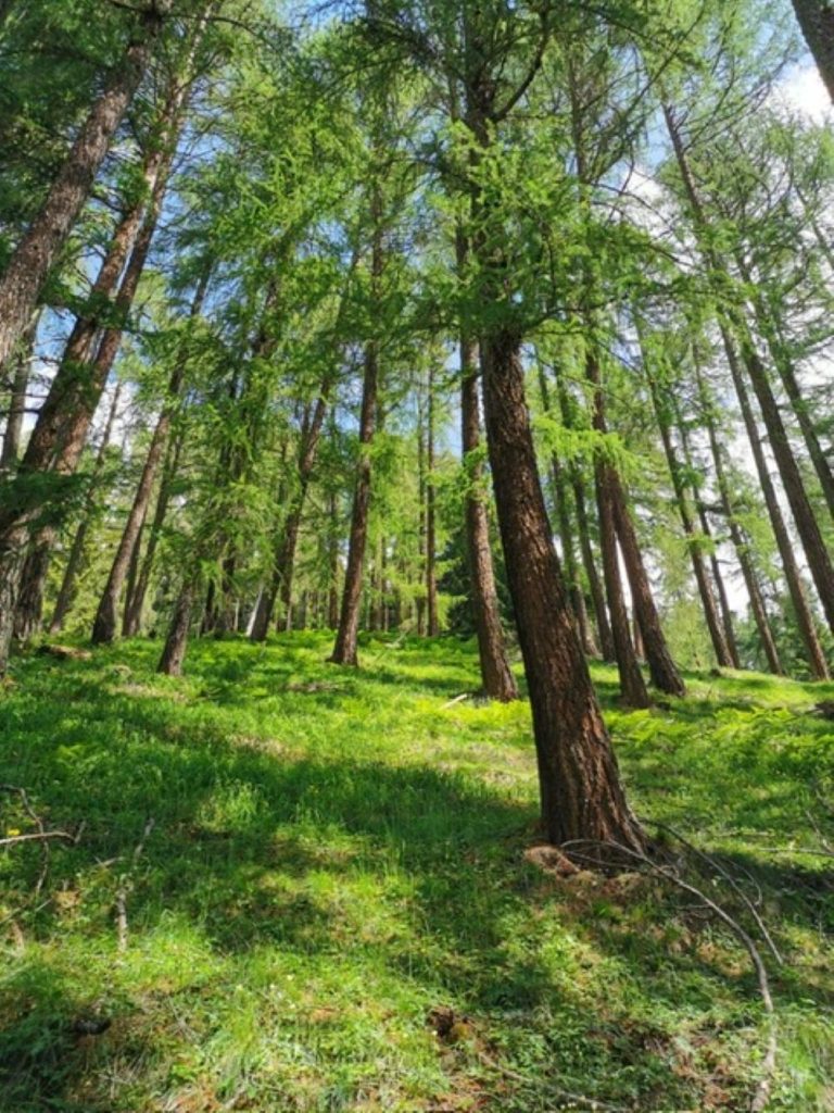 Un lariceto in Val di Sole