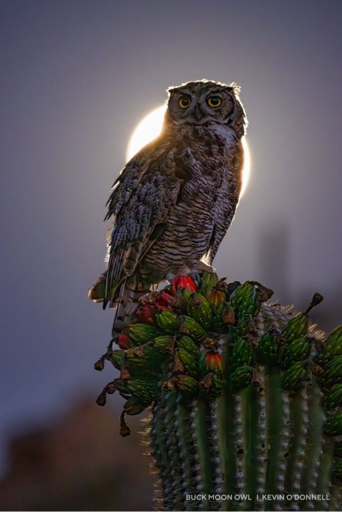 Buck Moon Owl @ Kevin O